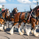 Budweisher Clydesdales drawing a wagon